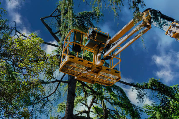 Best Palm Tree Trimming  in Delta Junction, AK