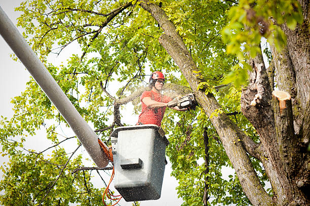 How Our Tree Care Process Works  in  Delta Junction, AK