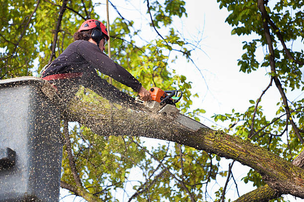 Best Tree Health Inspection  in Delta Junction, AK